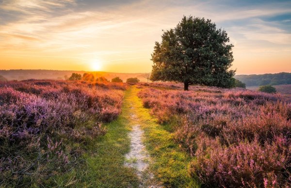 Лето солнце