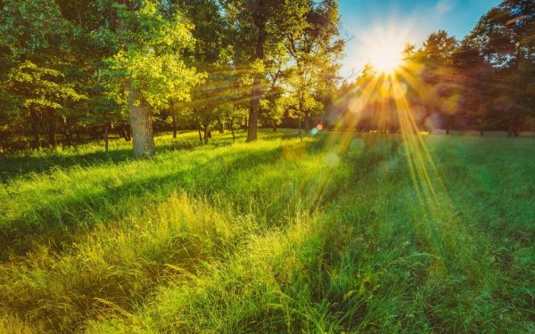 Лето солнце