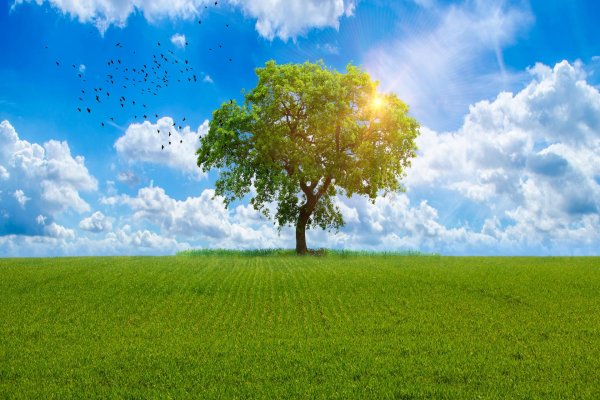 Лето солнце