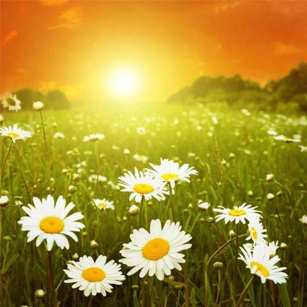 Лето солнце