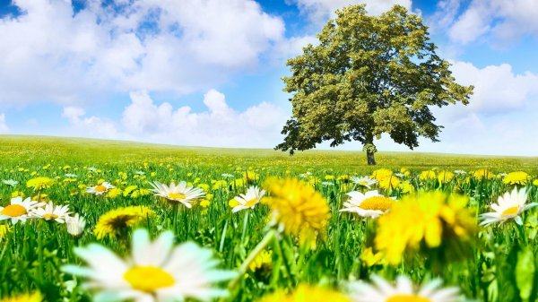 Лето солнце