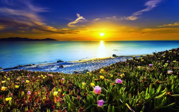 Лето солнце