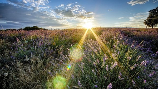 Лето солнце