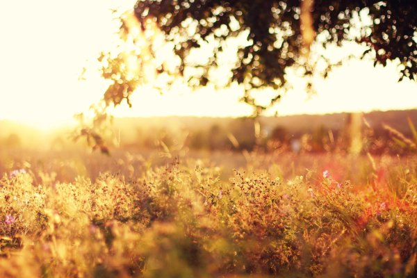 Лето солнце