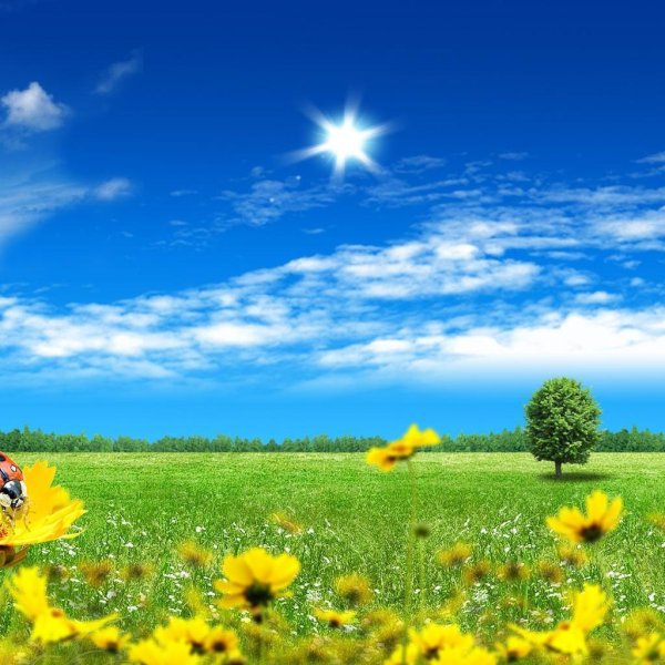 Лето солнце