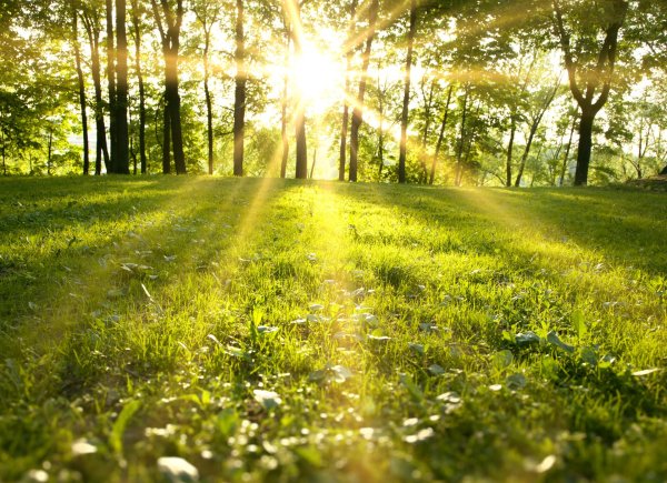 Лето солнце