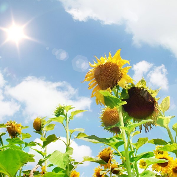 Лето солнце