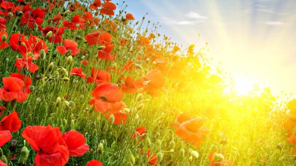 Лето солнце