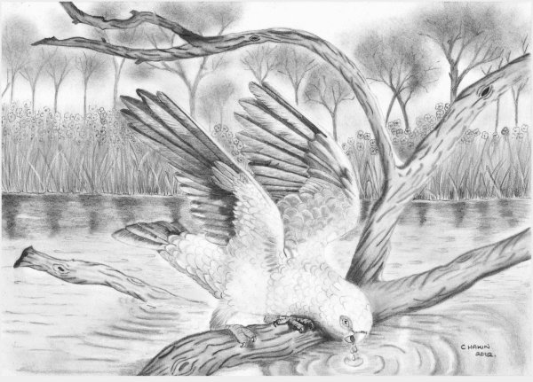 Нарисованные природы