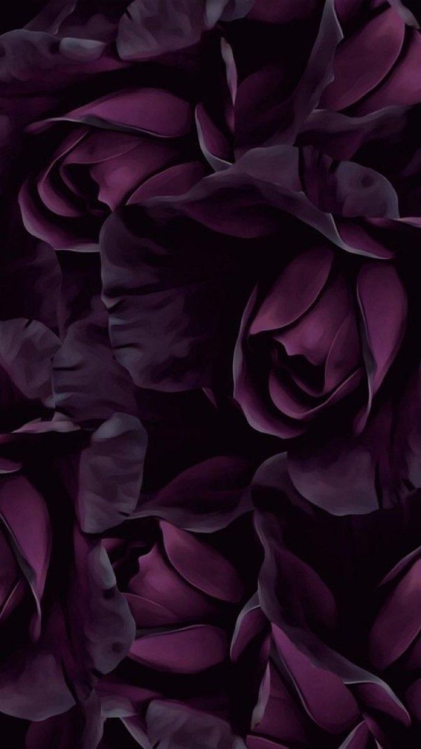темно фиолетовые розы