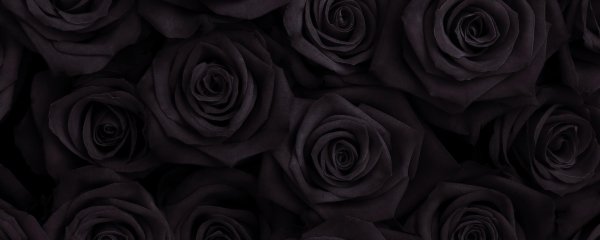 темная роза