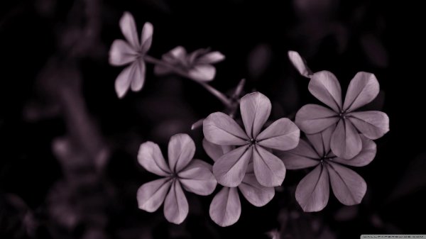 красивые обои цветы