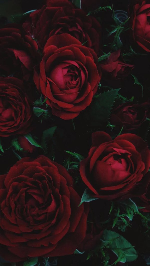 розы темно бордовые