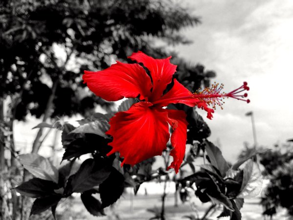 hibiscus rosa sinensis