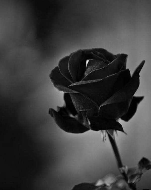 черные розы халфети