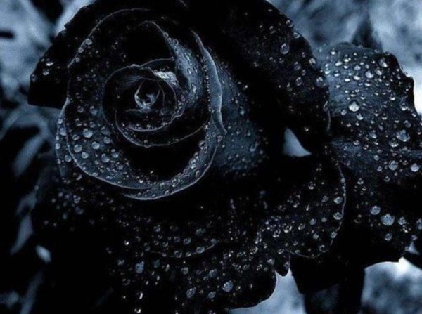 цветы черного цвета