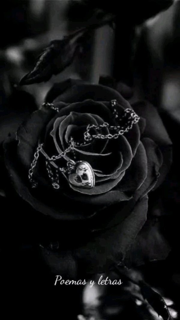 чëрная роза