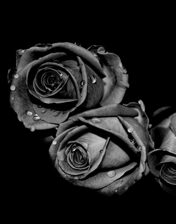 чëрная роза