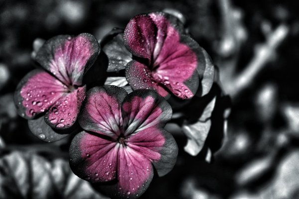 блэк флауэрс