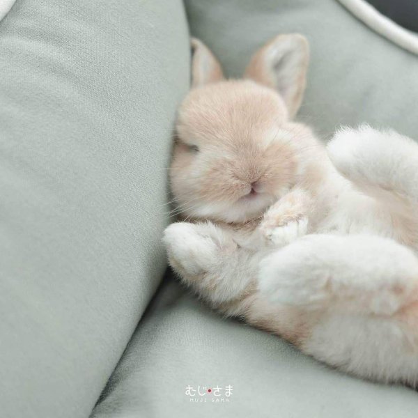 С зайчиками