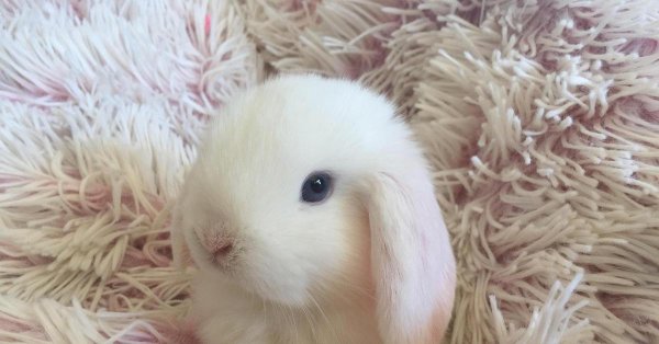 С зайчиками