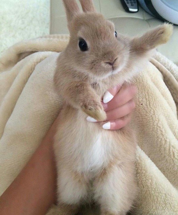 С зайчиками