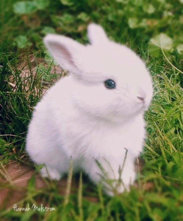 С зайчиками