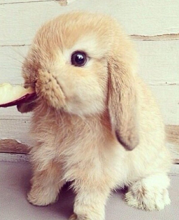 С зайчиками