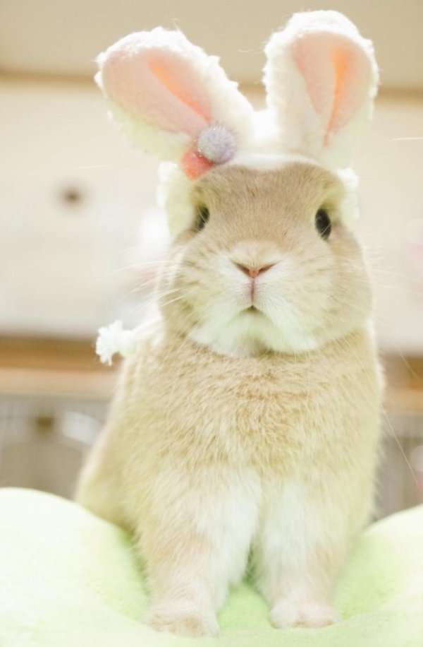 С зайчиками