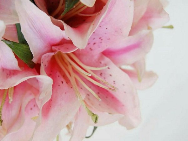 Лилии нежные