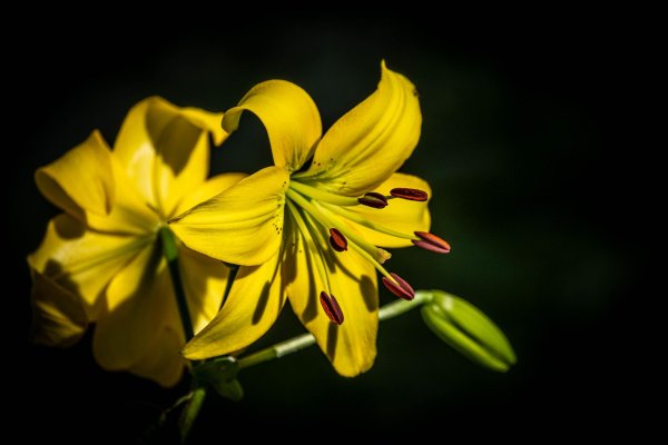 Лилии нежные