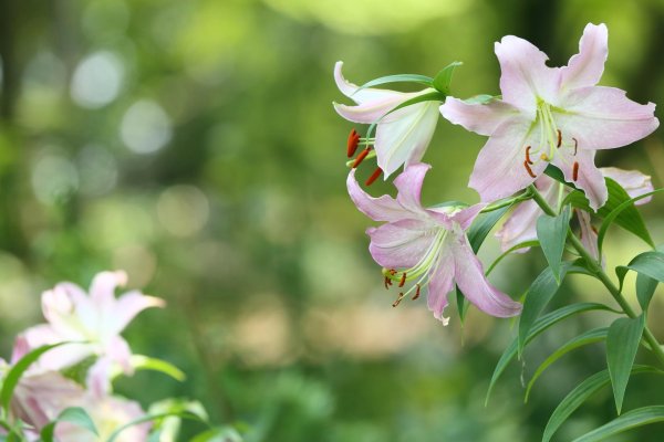 Лилии нежные