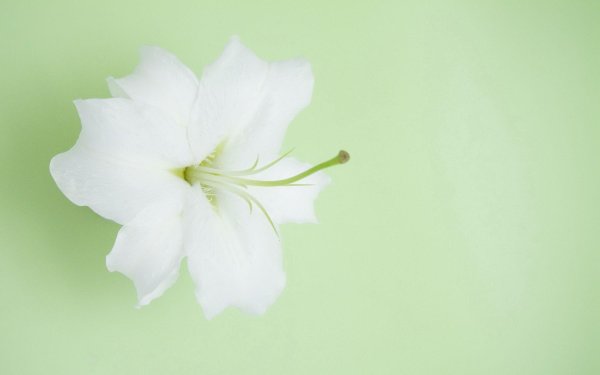 Лилии нежные