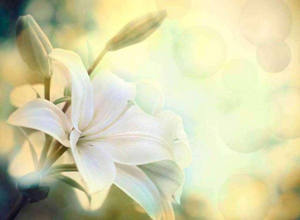 Лилии нежные