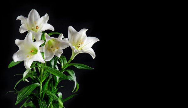 Лилии нежные