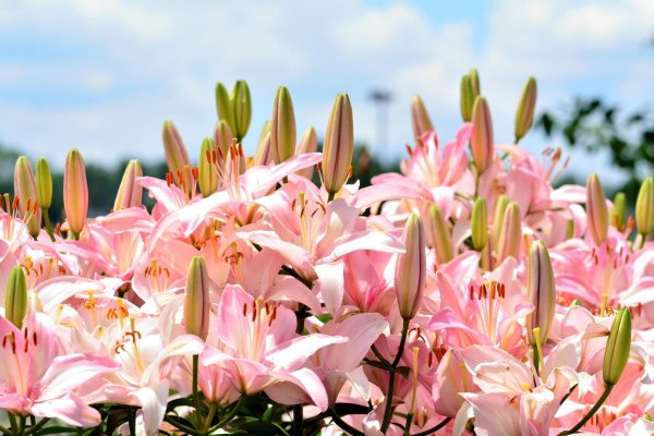 Лилии нежные