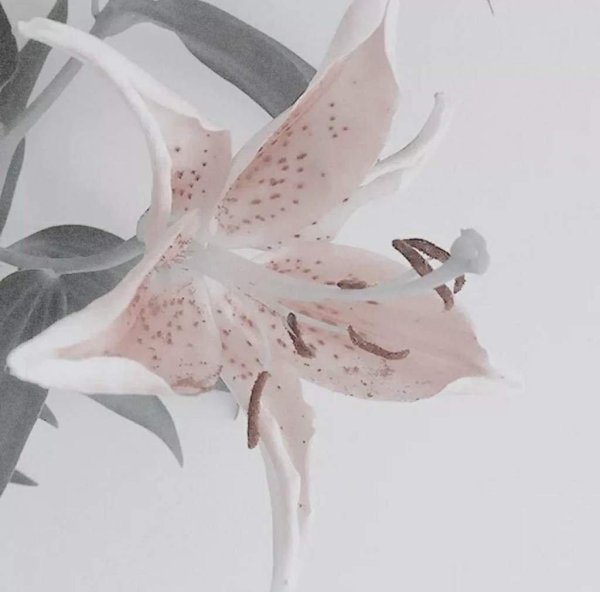 Лилии нежные