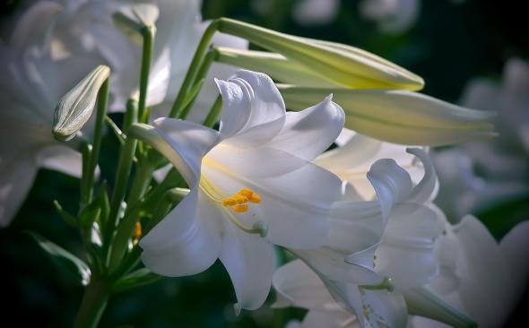 Лилии нежные