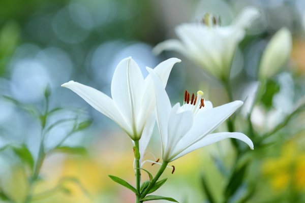 Лилии нежные