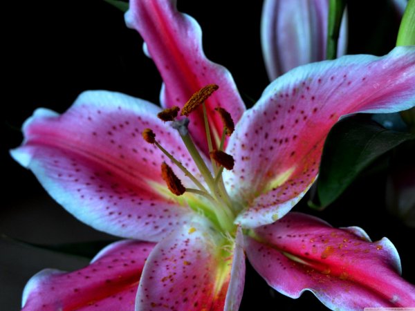 Лилии нежные