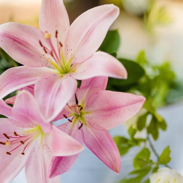 Лилии нежные