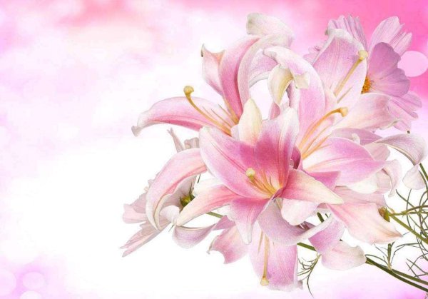 Лилии нежные