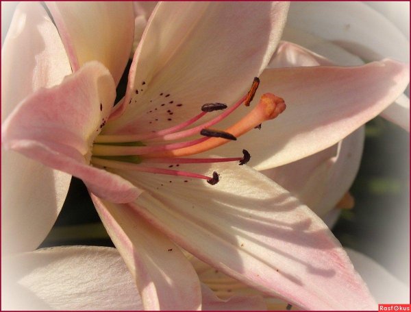 Лилии нежные