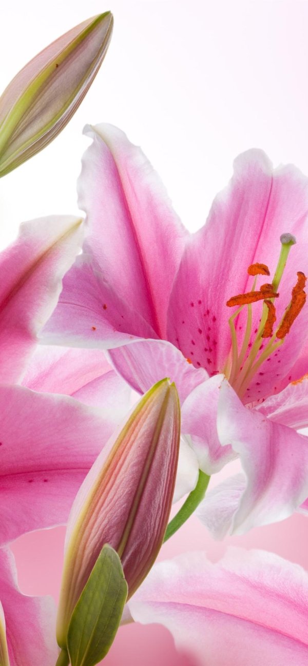 Лилии нежные