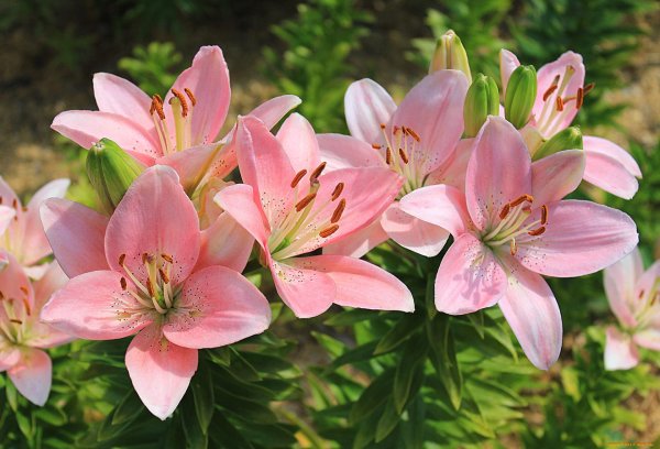 Лилии нежные