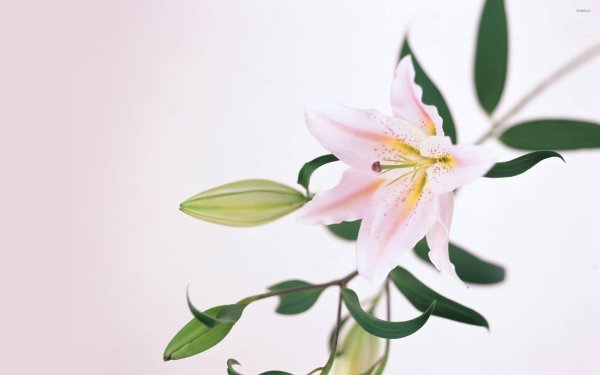 Лилии нежные