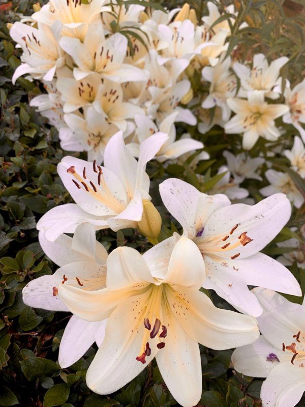 Лилии нежные