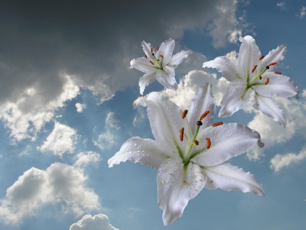 Лилии нежные