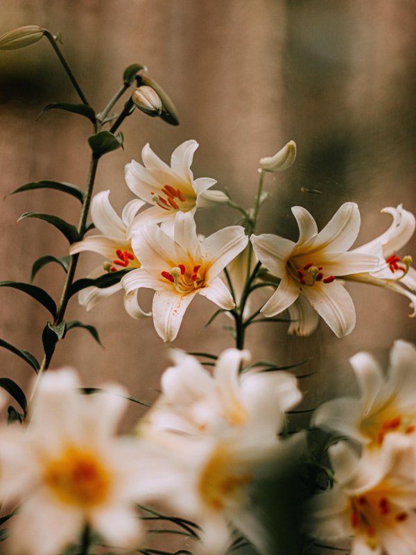 Лилии нежные