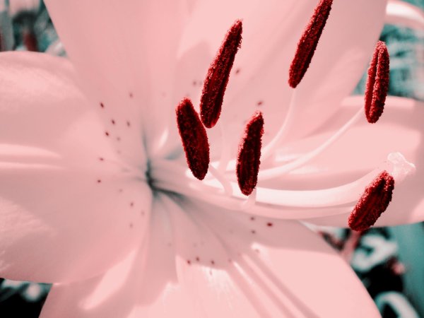 Лилии нежные